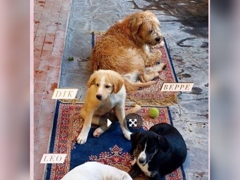 Beppe - Menschenfreund und liebevoller Hundeonkel, taugt nicht als Alarmanlage