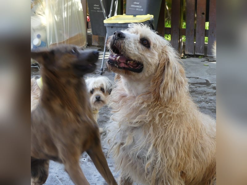 Beppe - Menschenfreund und liebevoller Hundeonkel, taugt nicht als Alarmanlage