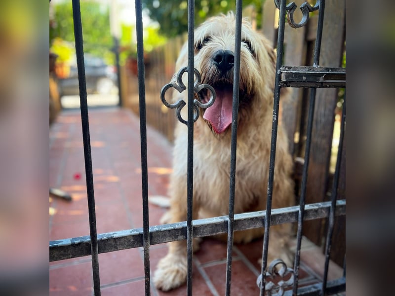 Beppe - Menschenfreund und liebevoller Hundeonkel, taugt nicht als Alarmanlage
