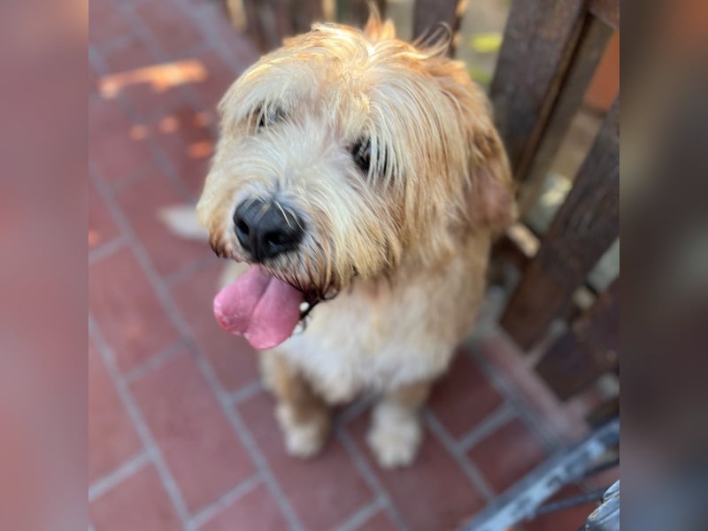 Beppe - Menschenfreund und liebevoller Hundeonkel, taugt nicht als Alarmanlage