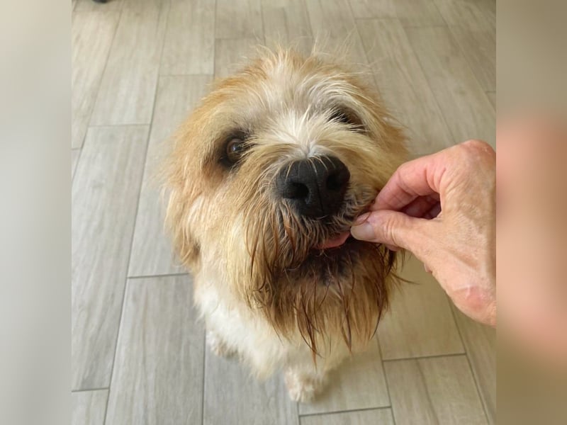 Beppe - Menschenfreund und liebevoller Hundeonkel, taugt nicht als Alarmanlage