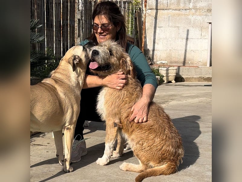 Beppe - Menschenfreund und liebevoller Hundeonkel, taugt nicht als Alarmanlage