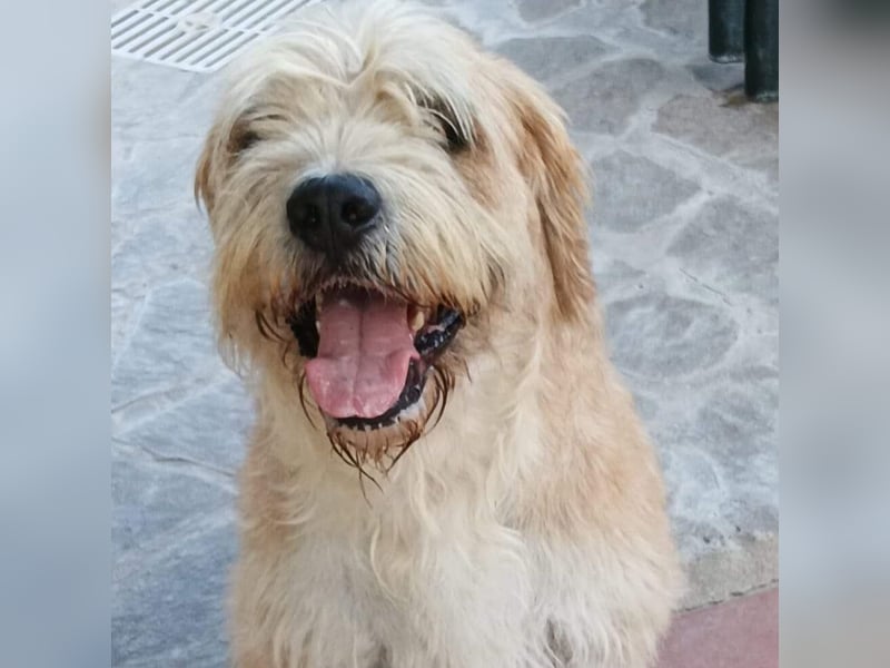 Beppe - Menschenfreund und liebevoller Hundeonkel, taugt nicht als Alarmanlage