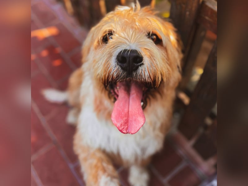 Beppe - Menschenfreund und liebevoller Hundeonkel, taugt nicht als Alarmanlage