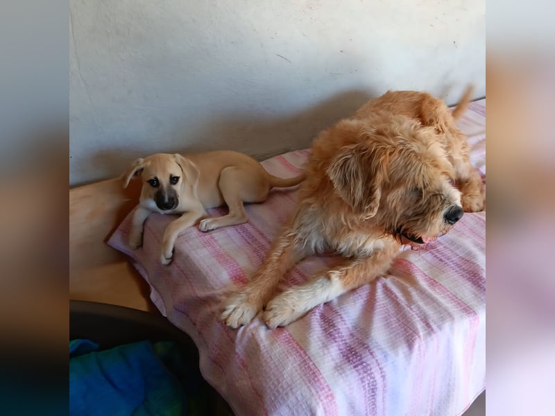 Beppe - Menschenfreund und liebevoller Hundeonkel, taugt nicht als Alarmanlage