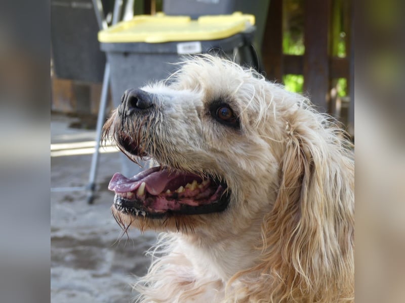 Beppe - Menschenfreund und liebevoller Hundeonkel, taugt nicht als Alarmanlage