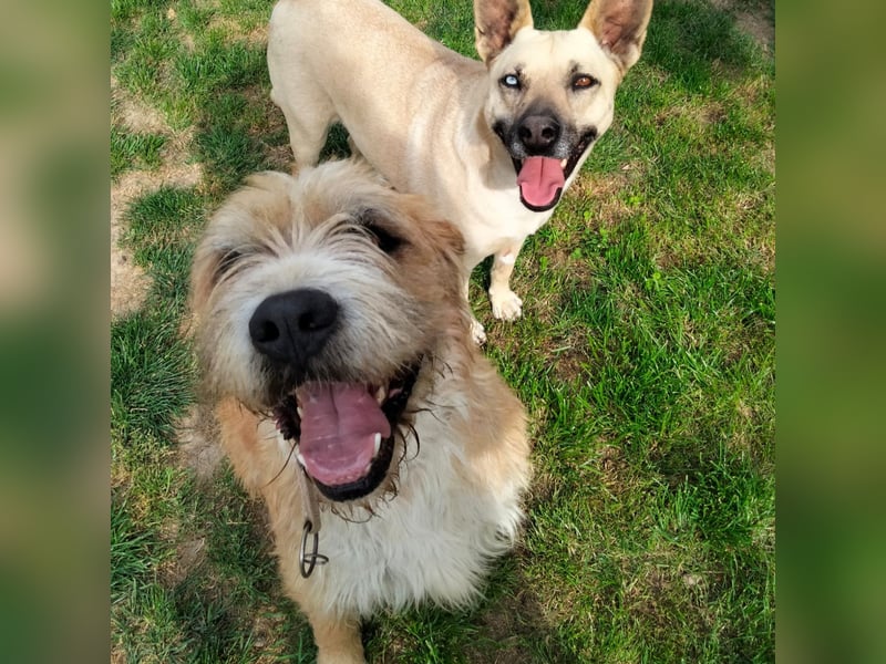 Beppe - Menschenfreund und liebevoller Hundeonkel, taugt nicht als Alarmanlage