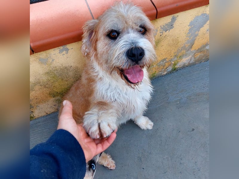 Beppe - Menschenfreund und liebevoller Hundeonkel, taugt nicht als Alarmanlage