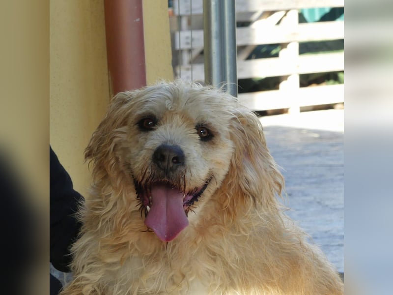 Beppe - Menschenfreund und liebevoller Hundeonkel, taugt nicht als Alarmanlage
