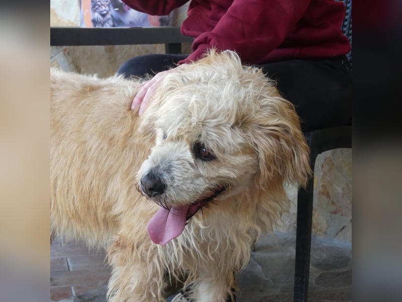 Beppe - Menschenfreund und liebevoller Hundeonkel, taugt nicht als Alarmanlage