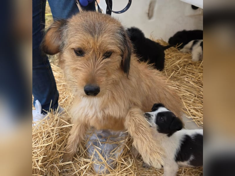 Hund Rüde Rauhaar Tierschutz Bundesweite Vermittlung