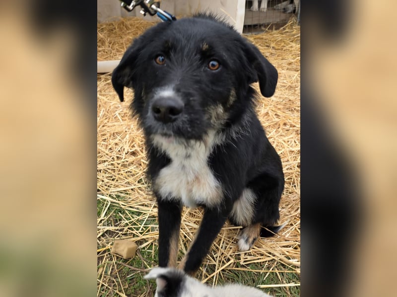 Hund Hündin Tierschutz Rauhaar Bundesweite Vermittlung