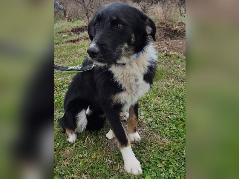 Hund Hündin Tierschutz Rauhaar Bundesweite Vermittlung