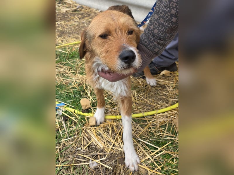 Hund Rüde Tierschutz Rauhaar Bundesweite Vermittlung