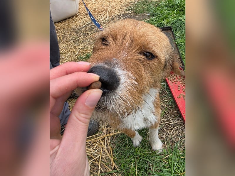 Hund Rüde Tierschutz Rauhaar Bundesweite Vermittlung