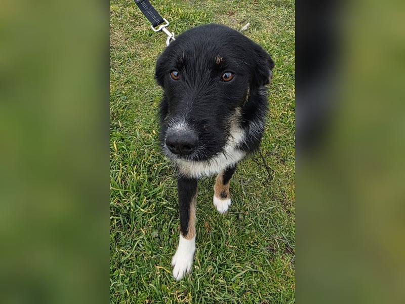 Hund Hündin Tierschutz Rauhaar Bundesweite Vermittlung