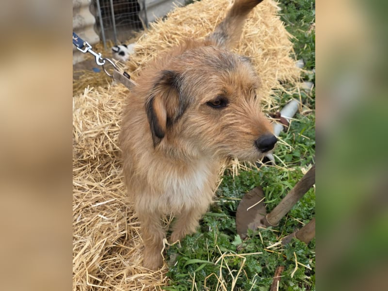 Hund Rüde Rauhaar Tierschutz Bundesweite Vermittlung