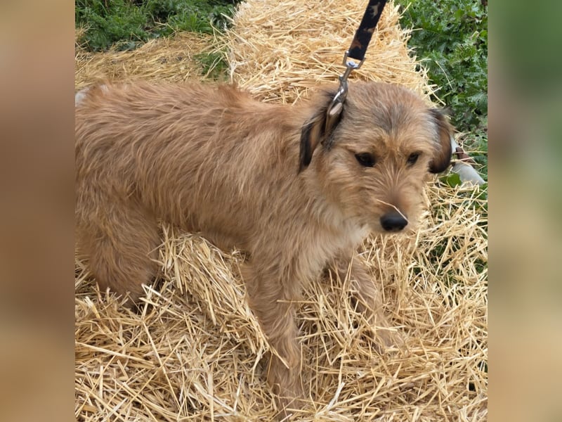 Hund Rüde Rauhaar Tierschutz Bundesweite Vermittlung