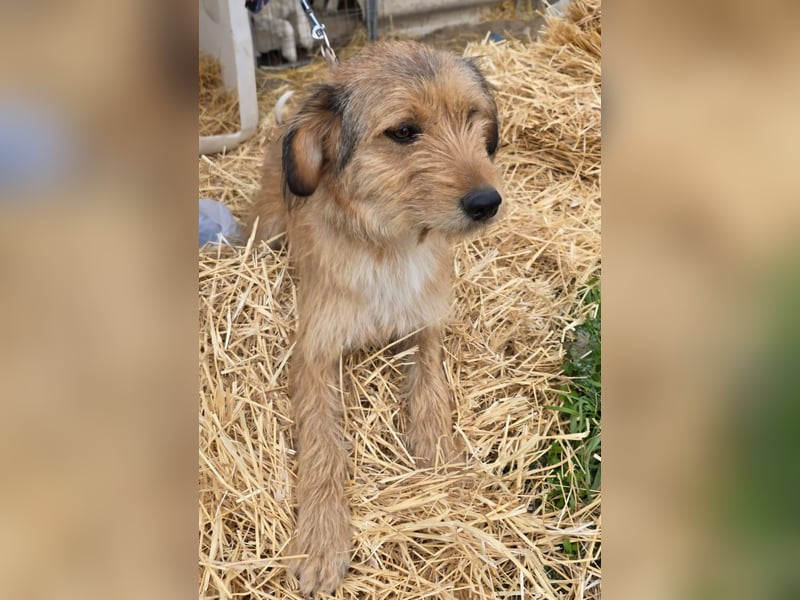 Hund Rüde Rauhaar Tierschutz Bundesweite Vermittlung