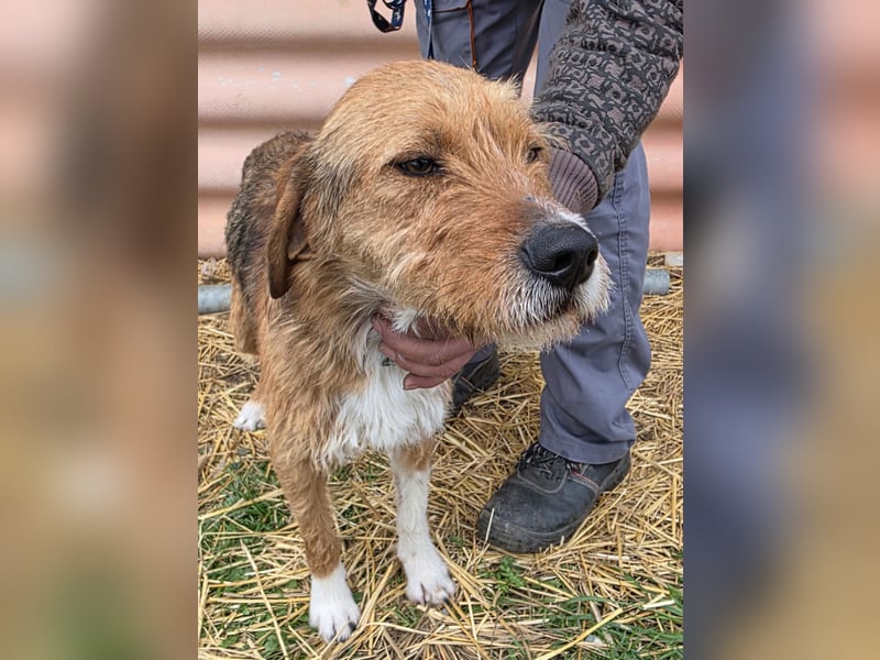 Hund Rüde Tierschutz Rauhaar Bundesweite Vermittlung