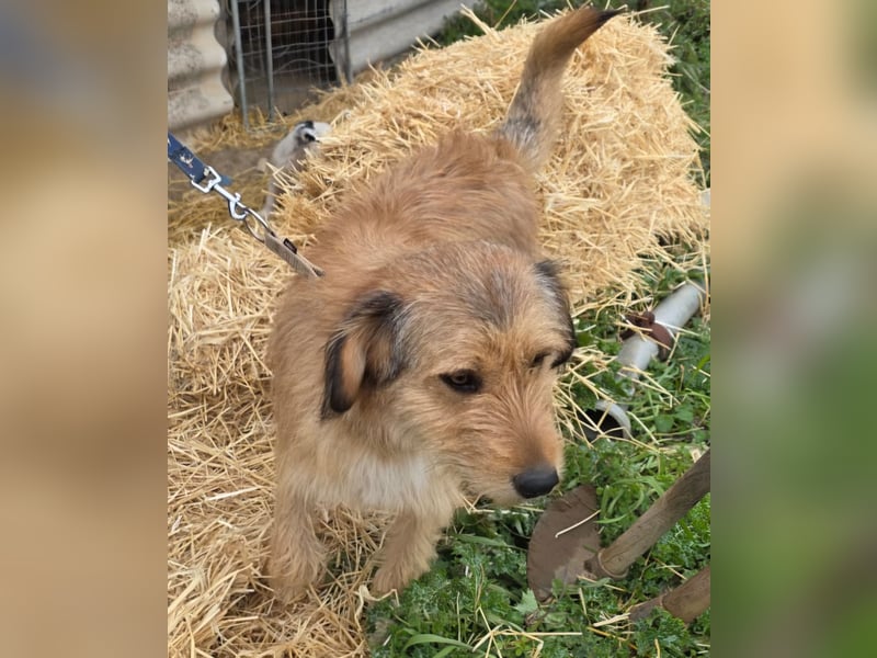 Hund Rüde Rauhaar Tierschutz Bundesweite Vermittlung