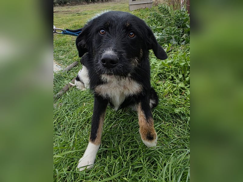 Hund Hündin Tierschutz Rauhaar Bundesweite Vermittlung