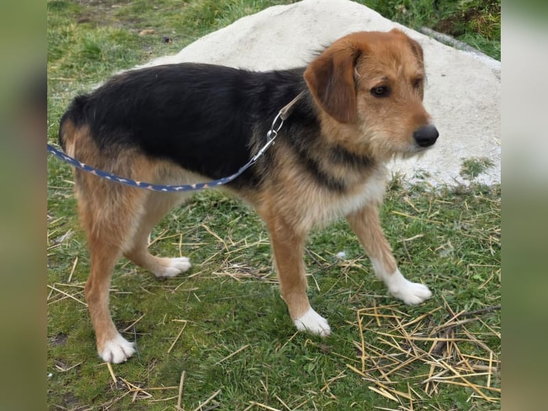 Hund Rüde Tierschutz Rauhaar Bundesweite Vermittlung