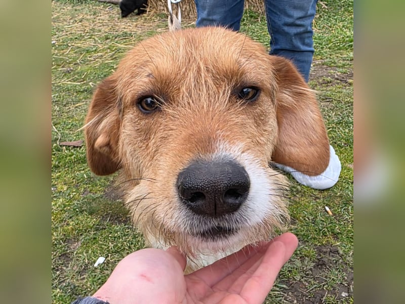Hund Rüde Tierschutz Rauhaar Bundesweite Vermittlung