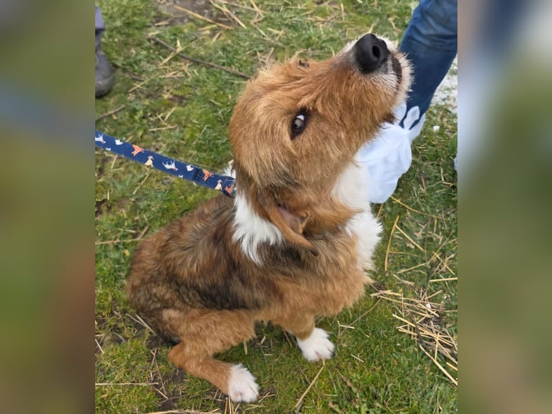 Hund Rüde Tierschutz Rauhaar Bundesweite Vermittlung