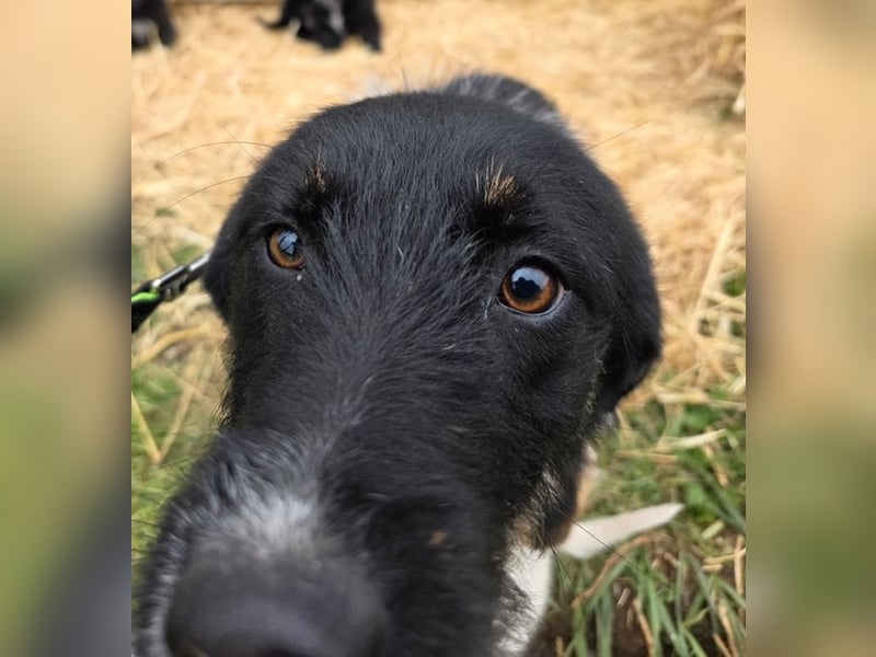 Hund Hündin Tierschutz Rauhaar Bundesweite Vermittlung