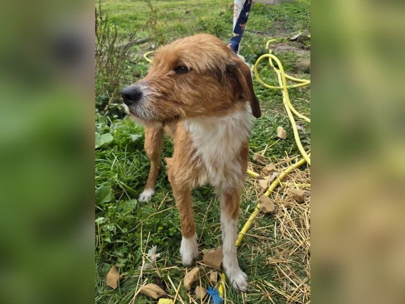 Hund Rüde Tierschutz Rauhaar Bundesweite Vermittlung