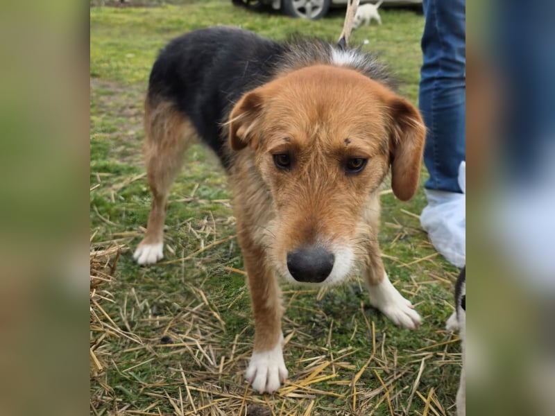 Hund Rüde Tierschutz Rauhaar Bundesweite Vermittlung