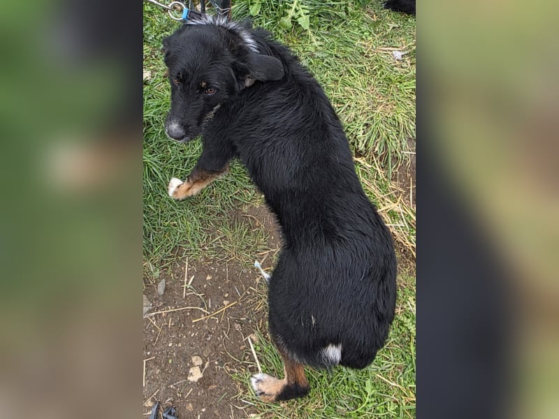 Hund Hündin Tierschutz Rauhaar Bundesweite Vermittlung
