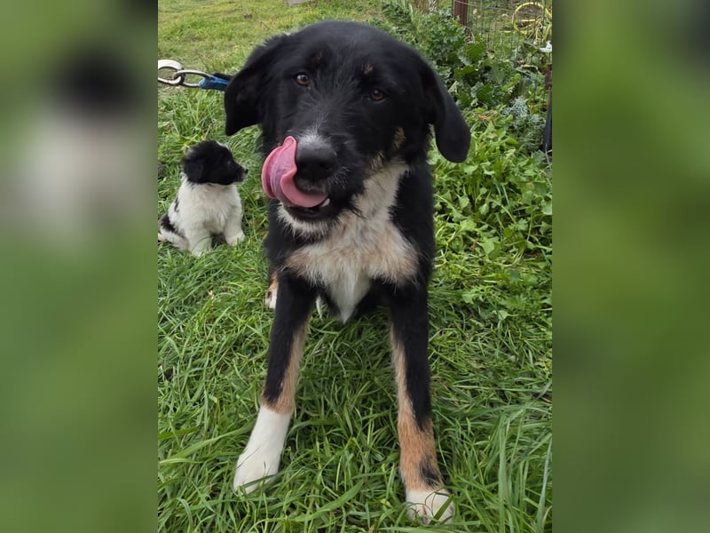 Hund Hündin Tierschutz Rauhaar Bundesweite Vermittlung