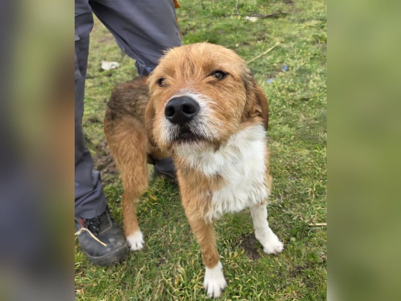 Hund Rüde Tierschutz Rauhaar Bundesweite Vermittlung