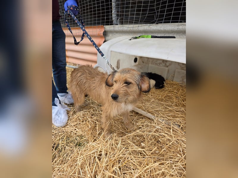 Hund Rüde Rauhaar Tierschutz Bundesweite Vermittlung