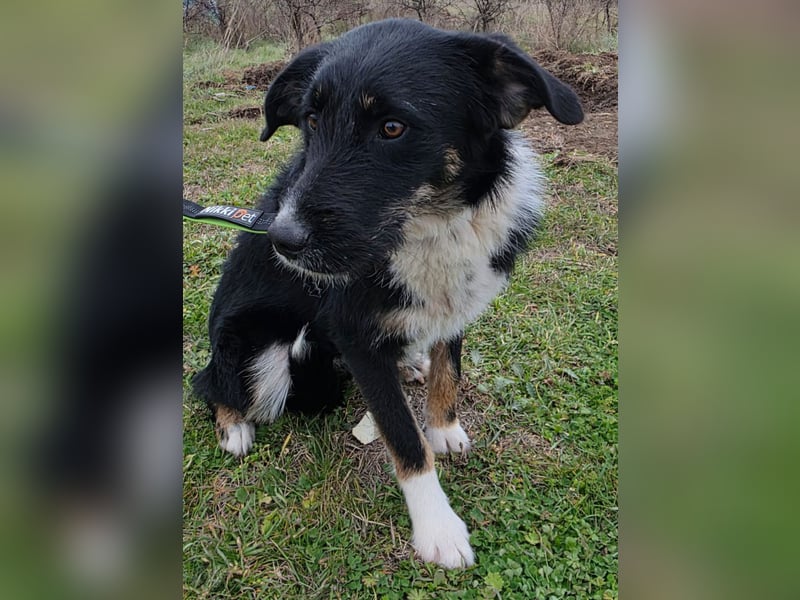 Hund Hündin Tierschutz Rauhaar Bundesweite Vermittlung