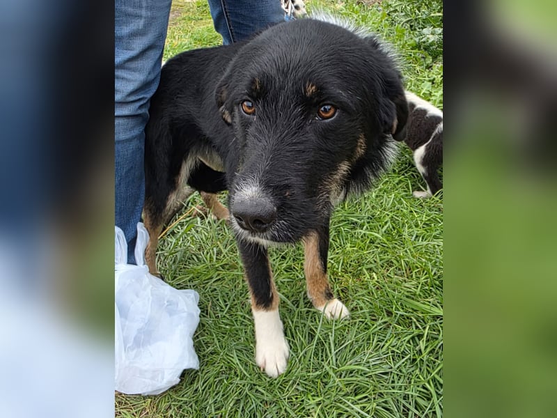 Hund Hündin Tierschutz Rauhaar Bundesweite Vermittlung