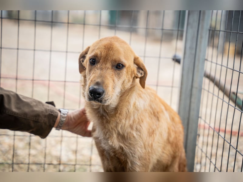 Oskar – Ein sanfter Griffon-Mix