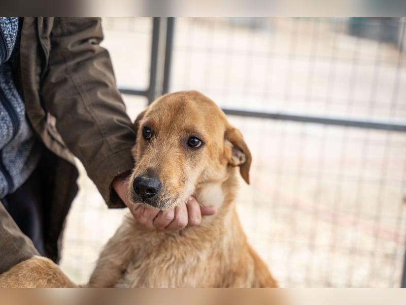Oskar – Ein sanfter Griffon-Mix