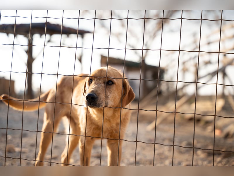 Oskar – Ein sanfter Griffon-Mix