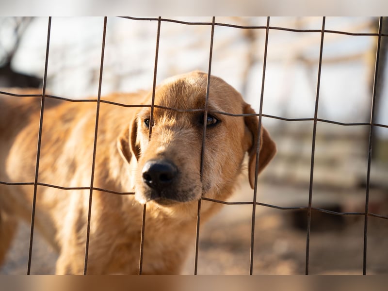 Oskar – Ein sanfter Griffon-Mix