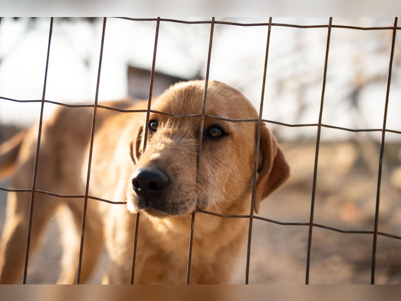 Oskar – Ein sanfter Griffon-Mix