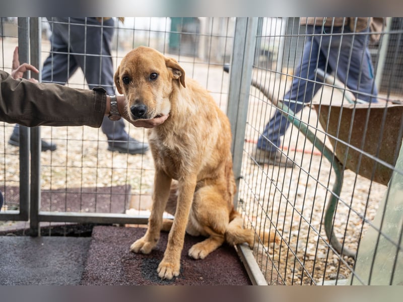 Oskar – Ein sanfter Griffon-Mix