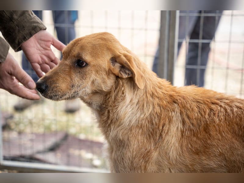 Oskar – Ein sanfter Griffon-Mix