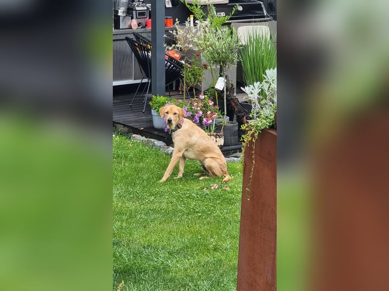 Oskar - in 71067 Sindelfingen  auf Pflegestelle