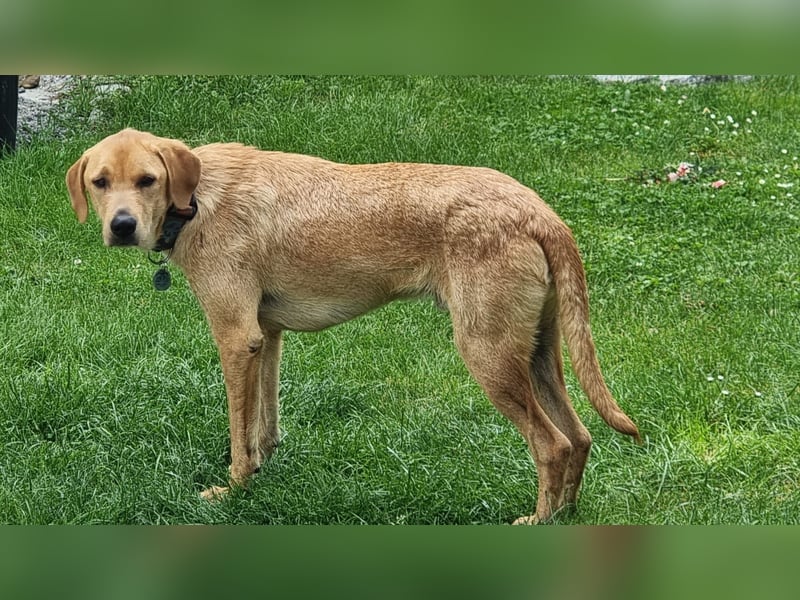 Oskar - in 71067 Sindelfingen  auf Pflegestelle