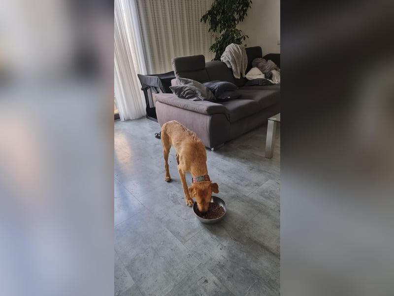 Oskar - in 71067 Sindelfingen  auf Pflegestelle