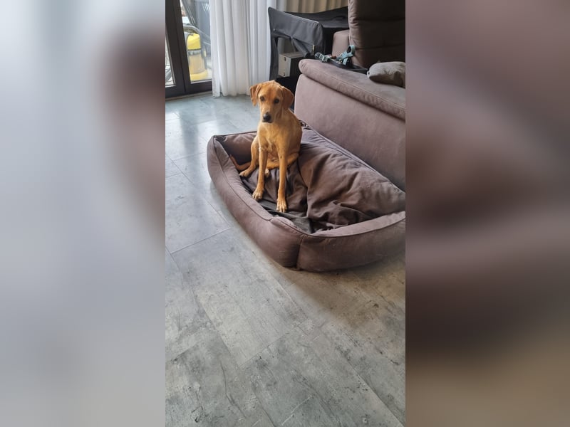 Oskar - in 71067 Sindelfingen  auf Pflegestelle