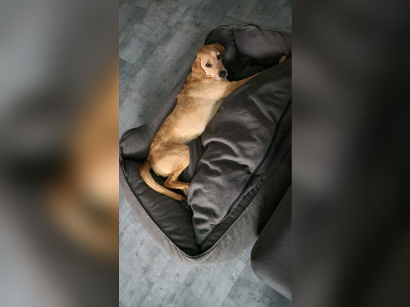 Oskar - in 71067 Sindelfingen  auf Pflegestelle